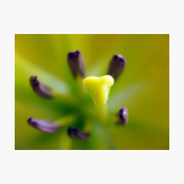 Mystic Photographic Print