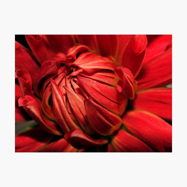 Dahlia Series 2 Photographic Print