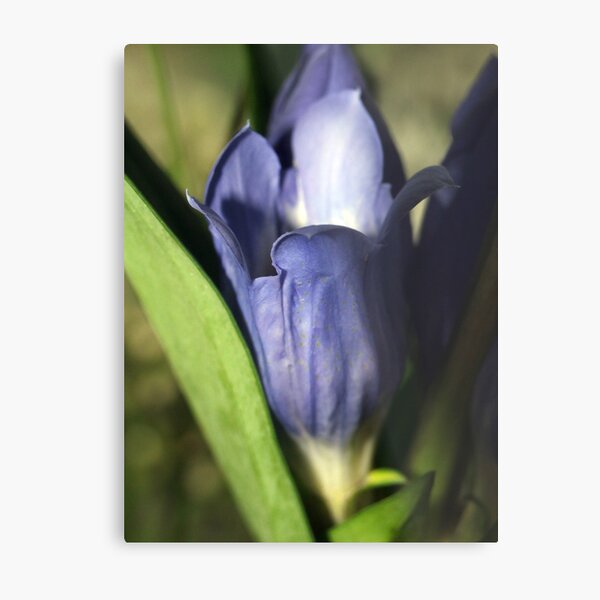 Blue For You Metal Print