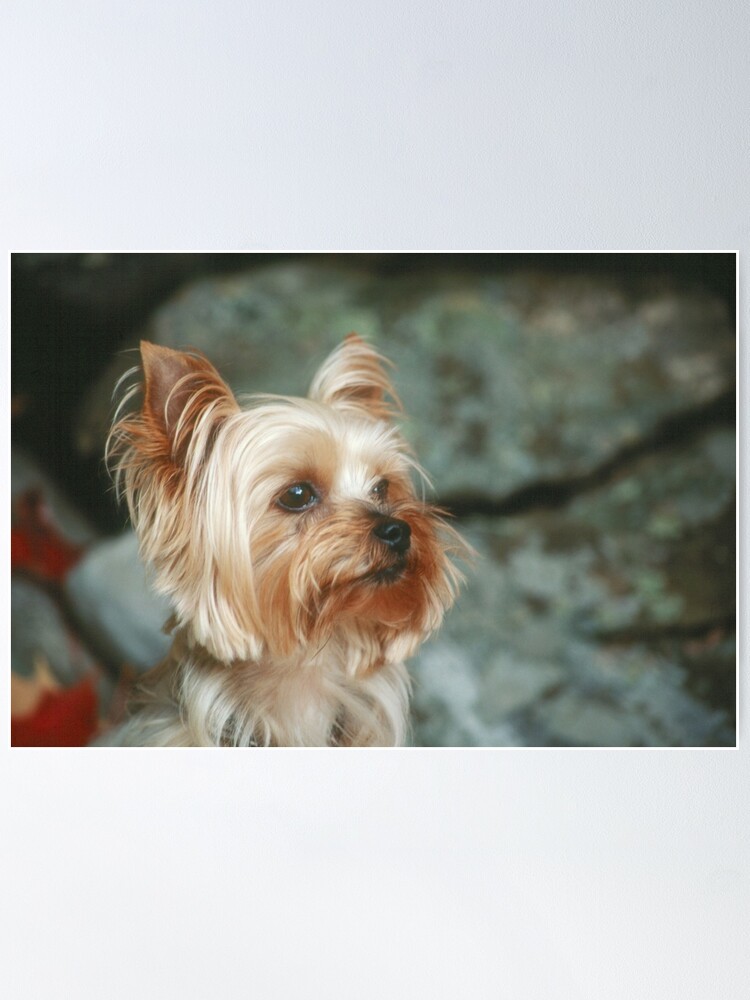  Poster of Yorkie, Yorkshire Terrier High Fashion