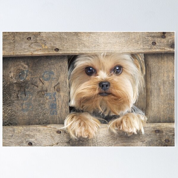 Artikel-Vorschau von Yorkshire-Terrier-Hund, der durch einen Zaun schaut, designt und verkauft von ScienceSource.