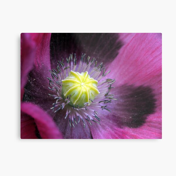 Center Stage Metal Print