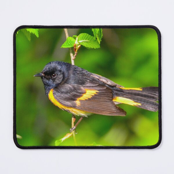 Item preview, American Redstart designed and sold by Nancy Barrett.
