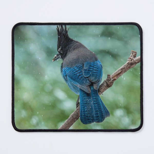 Item preview, Steller's Jay Perched in a Snowstorm designed and sold by Jeff Goulden Photography.