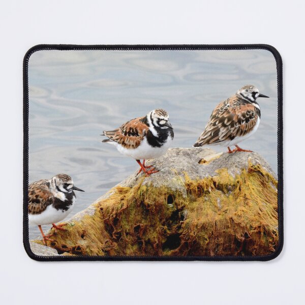 Item preview, Turnstones Three designed and sold by Nancy Barrett.