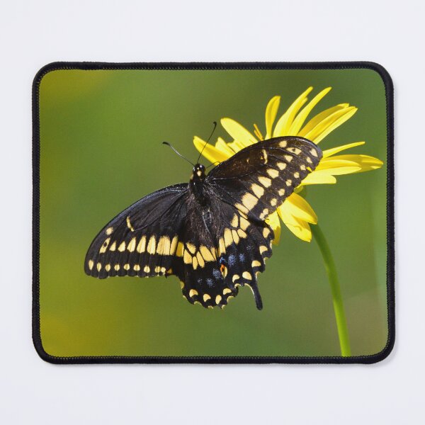 Item preview, Black Swallowtail Butterfly designed and sold by Nancy Barrett.