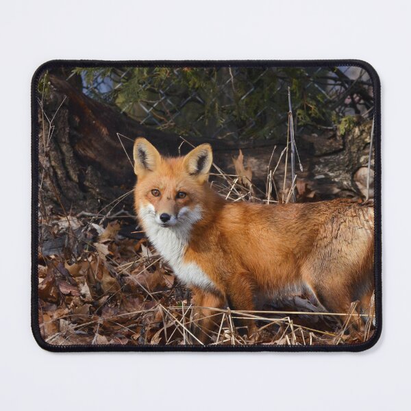 Artikelvorschau, Foxy entworfen und verkauft von Nancy Barrett.