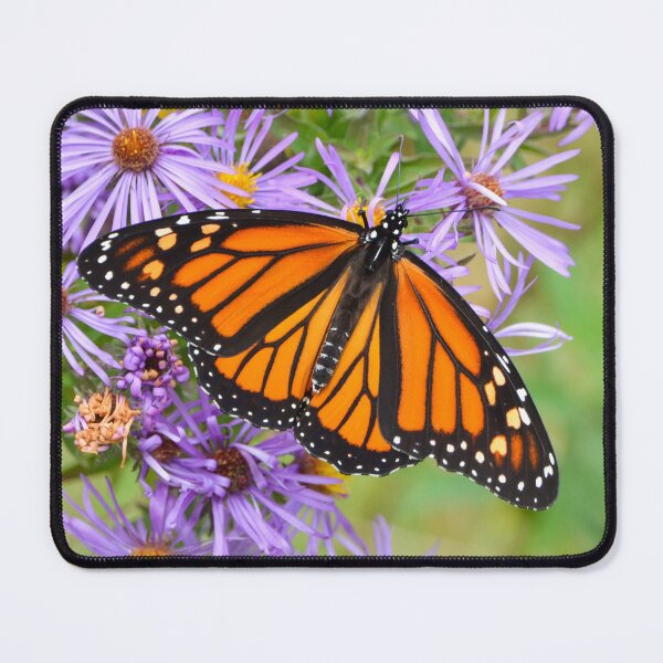 Item preview, Monarch Beauty designed and sold by Nancy Barrett.
