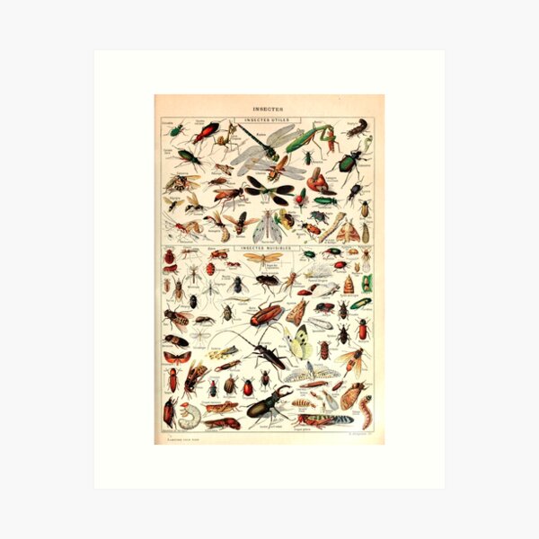 Item preview, Insectes I | Vintage French Insect Chart by Adolphe Millot designed and sold by wildtribe.
