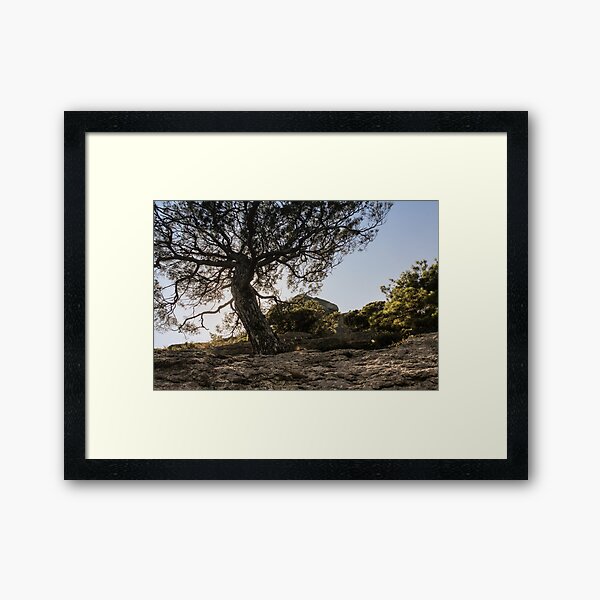 Un arbre sur un rocher. Impression encadrée