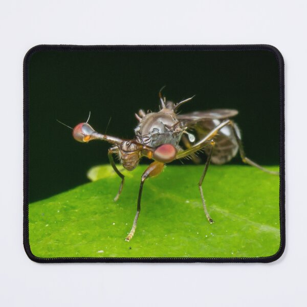 Item preview, An unique looking Stalk-eyed fly (Diopsidae) designed and sold by AvonPerception.