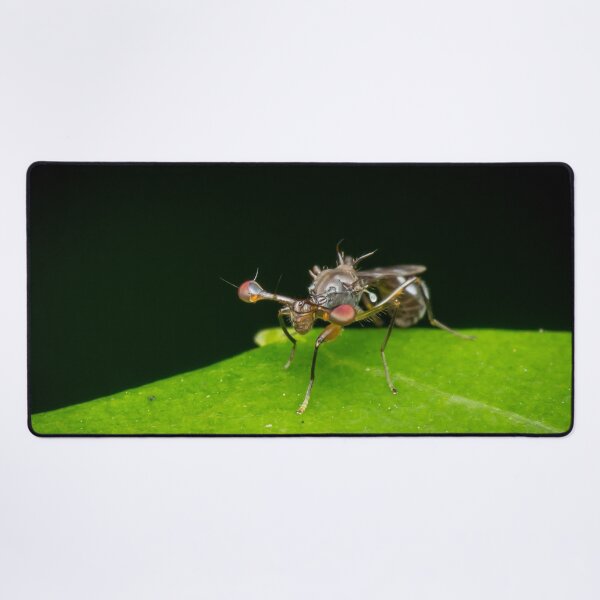 Item preview, An unique looking Stalk-eyed fly (Diopsidae) designed and sold by AvonPerception.