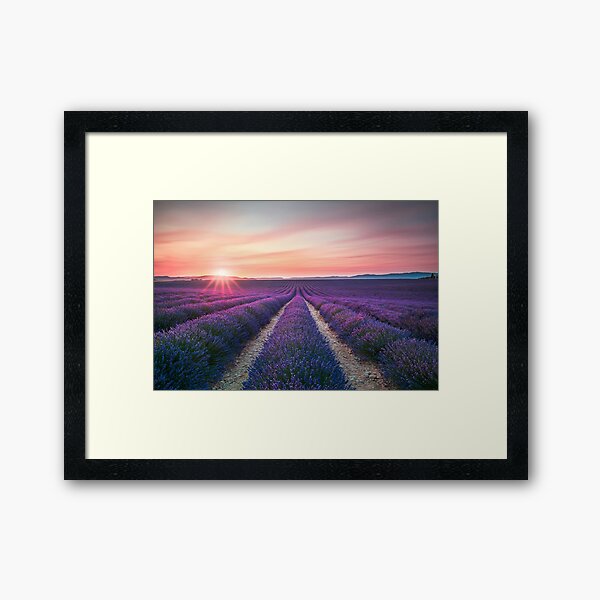 Lavender flower fields in endless rows at sunset. Framed Art Print