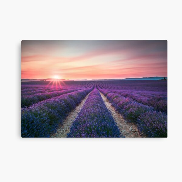 Lavender flower fields in endless rows at sunset. Canvas Print