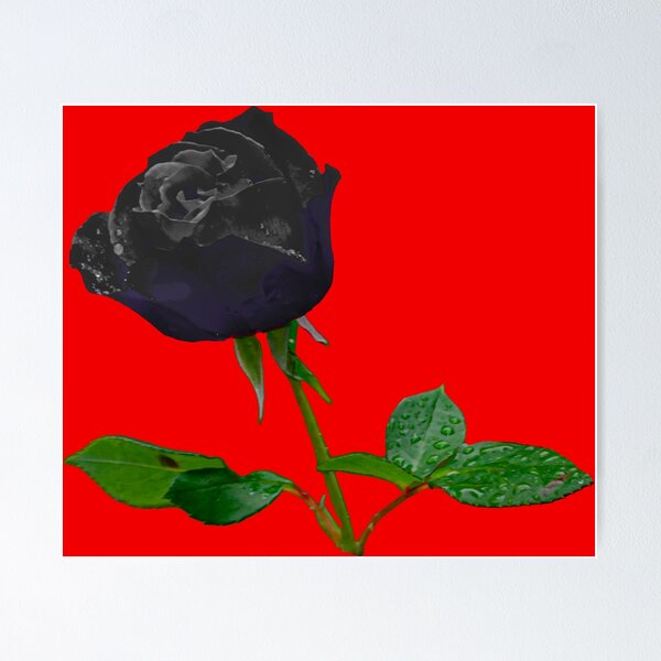 Item preview, Black Rose designed and sold by Dalyndigital Photography.