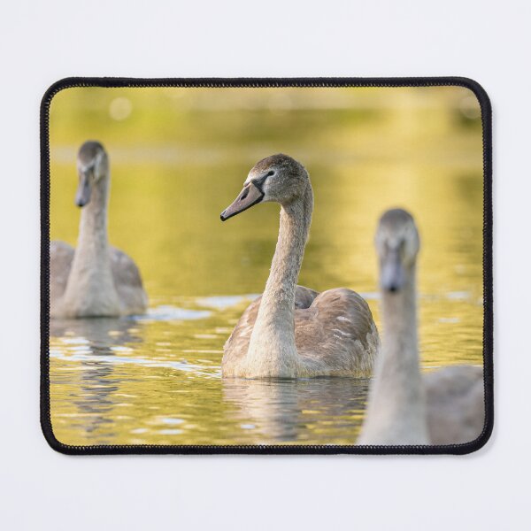 Item preview, Golden Swans designed and sold by AliMarleyPhoto.