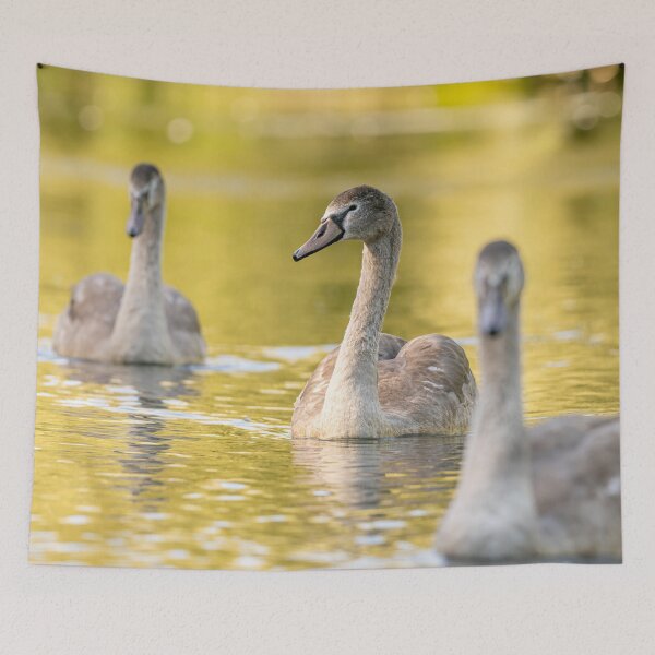 Item preview, Golden Swans designed and sold by AliMarleyPhoto.