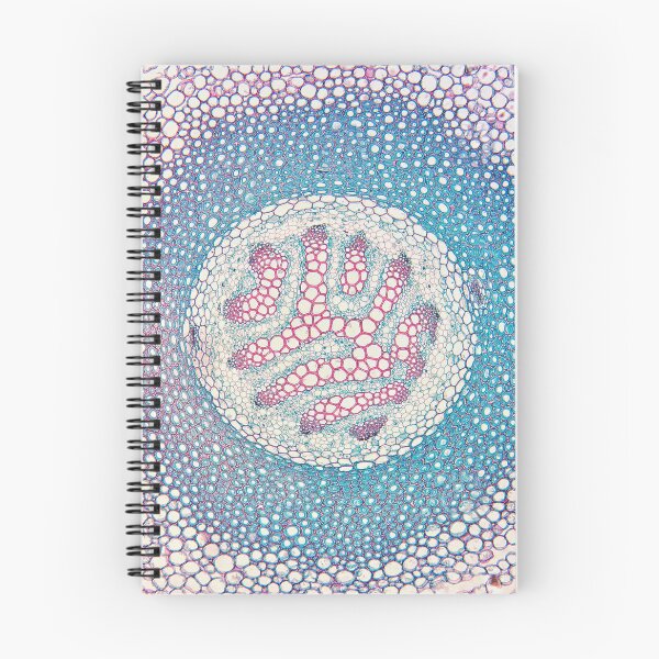 Item preview, fern stem, vein cells; plant anatomy, microscopy designed and sold by everydaybotany.