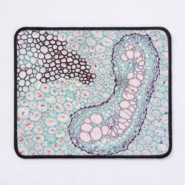 Item preview, fern rhizome, vein and fat cells; plant anatomy, microscopy designed and sold by everydaybotany.