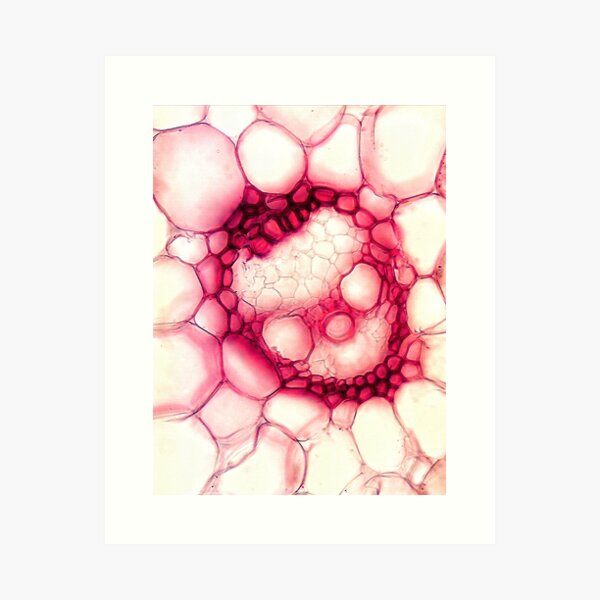 Cell Biology Art Prints for Sale | Redbubble Cell Biology Art Prints for Sale | Redbubble