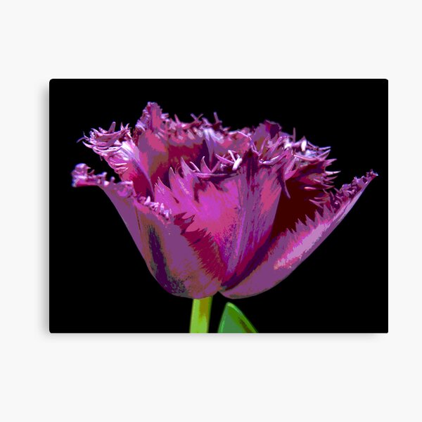 Thrilled to be Frilled Canvas Print