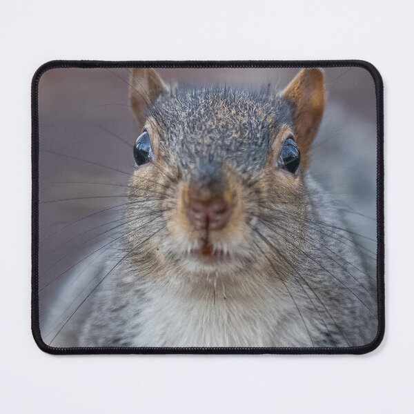 Item preview, squirrel designed and sold by AliMarleyPhoto.