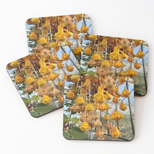 Item preview, pumpkin, plant,  designed and sold by Yusein  Ismail.