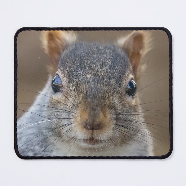Item preview, squirrel designed and sold by AliMarleyPhoto.