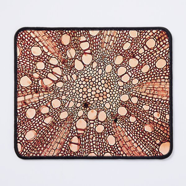 Item preview, grapevine stem, core cells, cross section; plant anatomy, microscopy designed and sold by everydaybotany.