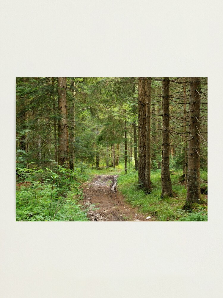 Alternate view of Deep inside Champfromier forest Photographic Print