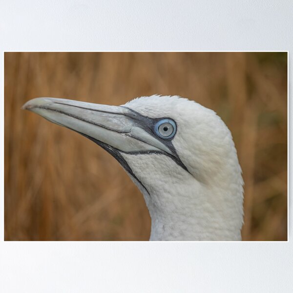 Item preview, Gannet designed and sold by AliMarleyPhoto.