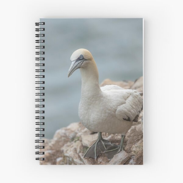 Item preview, Gannet designed and sold by AliMarleyPhoto.
