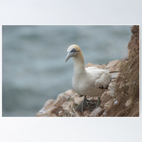 Item preview, Gannet designed and sold by AliMarleyPhoto.