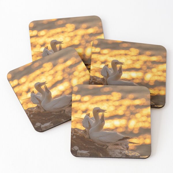Item preview, Golden gannet couple designed and sold by AliMarleyPhoto.