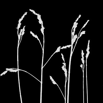 Artwork thumbnail, Monochrome Grasses by Lesley Treloar