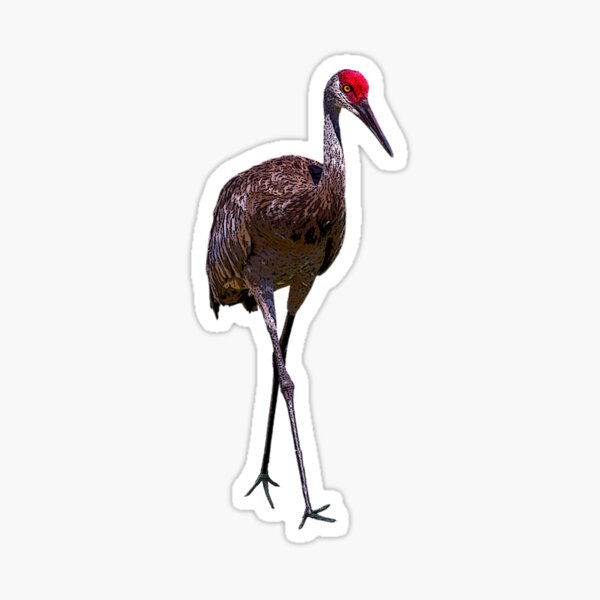 Item preview, Sandhill Crane Color Print Painting Design   designed and sold by designsasstultd.