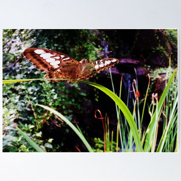 Item preview, Butterfly Balancing Act (Clipper Parthenos Sylvia) designed and sold by Nalinne Jones.