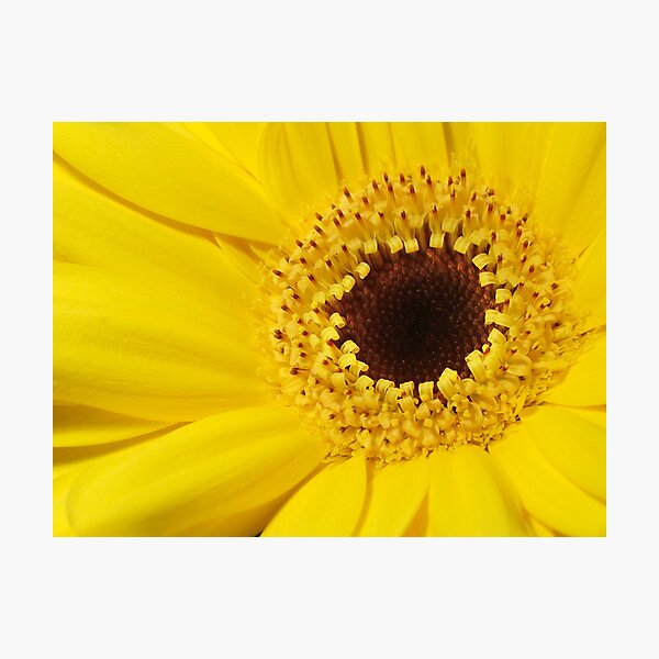 The Inner Circle Photographic Print