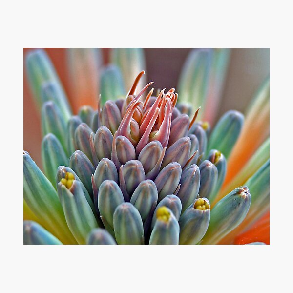 Desert Flower Photographic Print