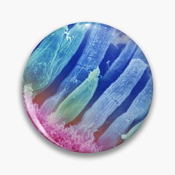 Item preview, Microscope Photo of the Rods and Cones of the Human Eye, SEM designed and sold by ScienceSource.