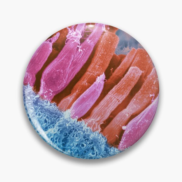 Item preview, Microscope Photo of the Rods and Cones of the Human Eye, SEM designed and sold by ScienceSource.
