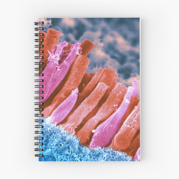 Item preview, Microscope Photo of the Rods and Cones of the Human Eye, SEM designed and sold by ScienceSource.