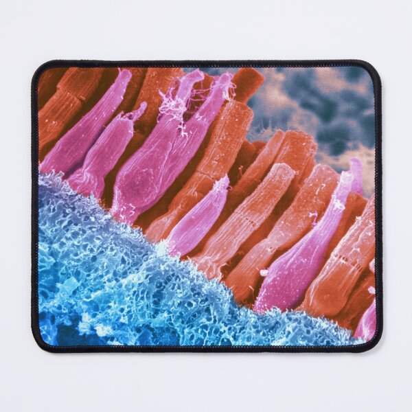 Item preview, Microscope Photo of the Rods and Cones of the Human Eye, SEM designed and sold by ScienceSource.