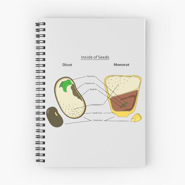 Item preview, Seed Diagram designed and sold by Punchy Academic.