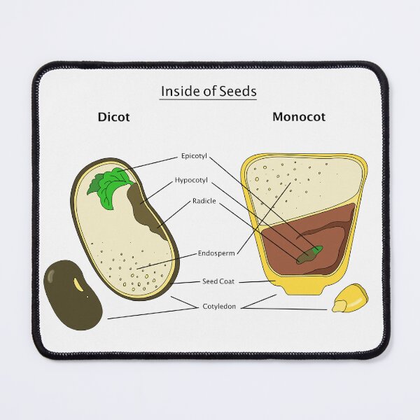 Item preview, Seed Diagram designed and sold by Punchy Academic.