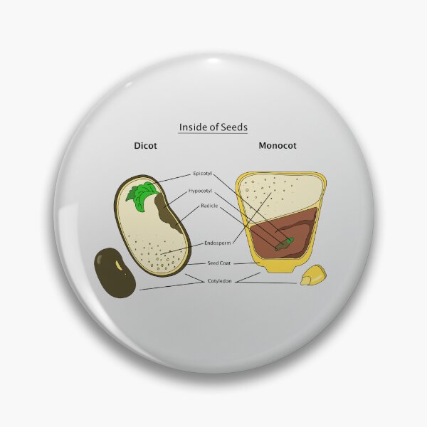 Item preview, Seed Diagram designed and sold by Punchy Academic.