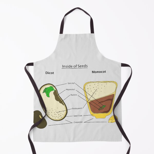 Item preview, Seed Diagram designed and sold by Punchy Academic.