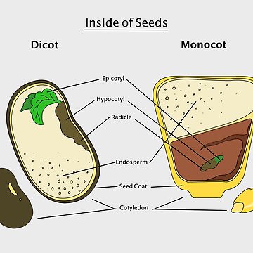 pea seed diagram