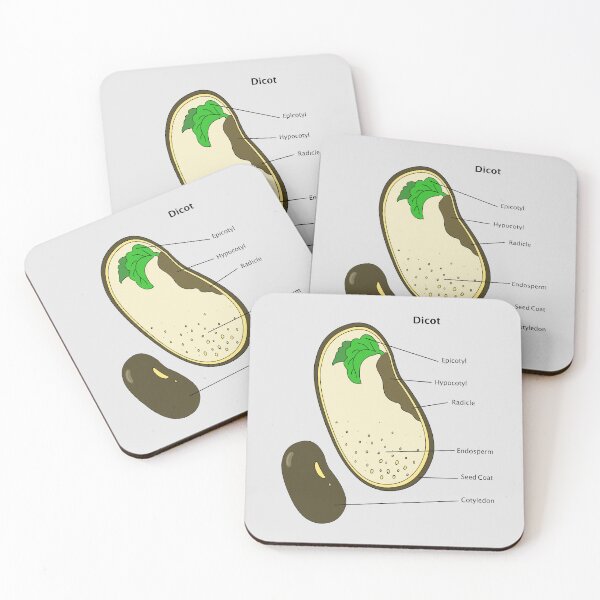 Item preview, Dicot Seed Diagram designed and sold by Punchy Academic.