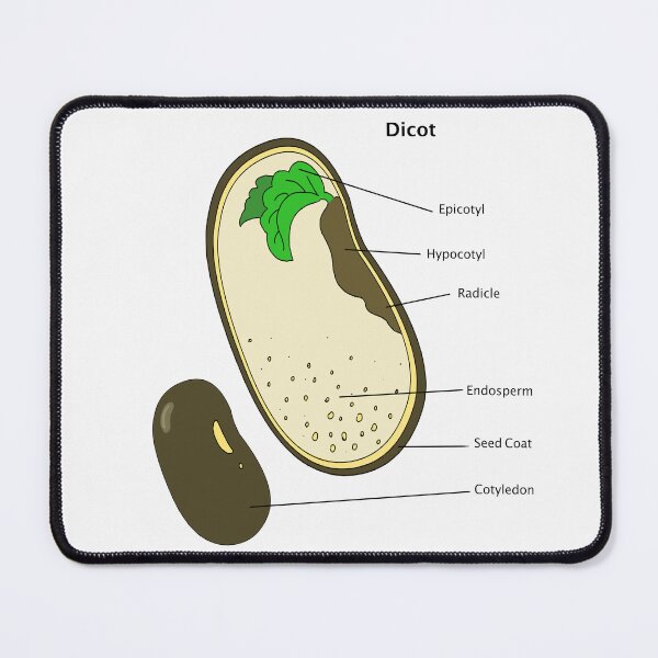 Item preview, Dicot Seed Diagram designed and sold by Punchy Academic.